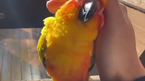 love bird