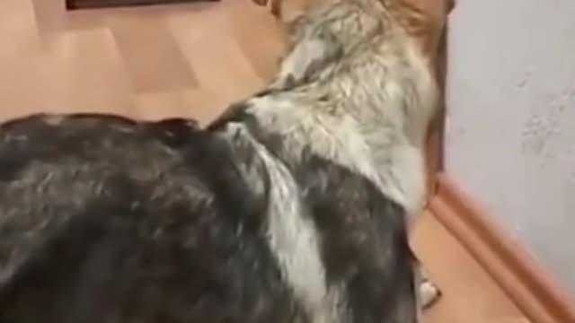 Poor Dog Afraid of Little Kitten