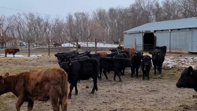 RRAR 52 GOT BEEF | RRAR on the road | walking through the calves.
