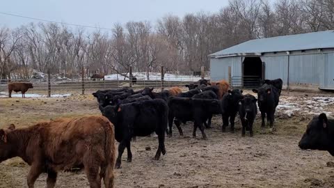 RRAR 52 GOT BEEF | RRAR on the road | walking through the calves.