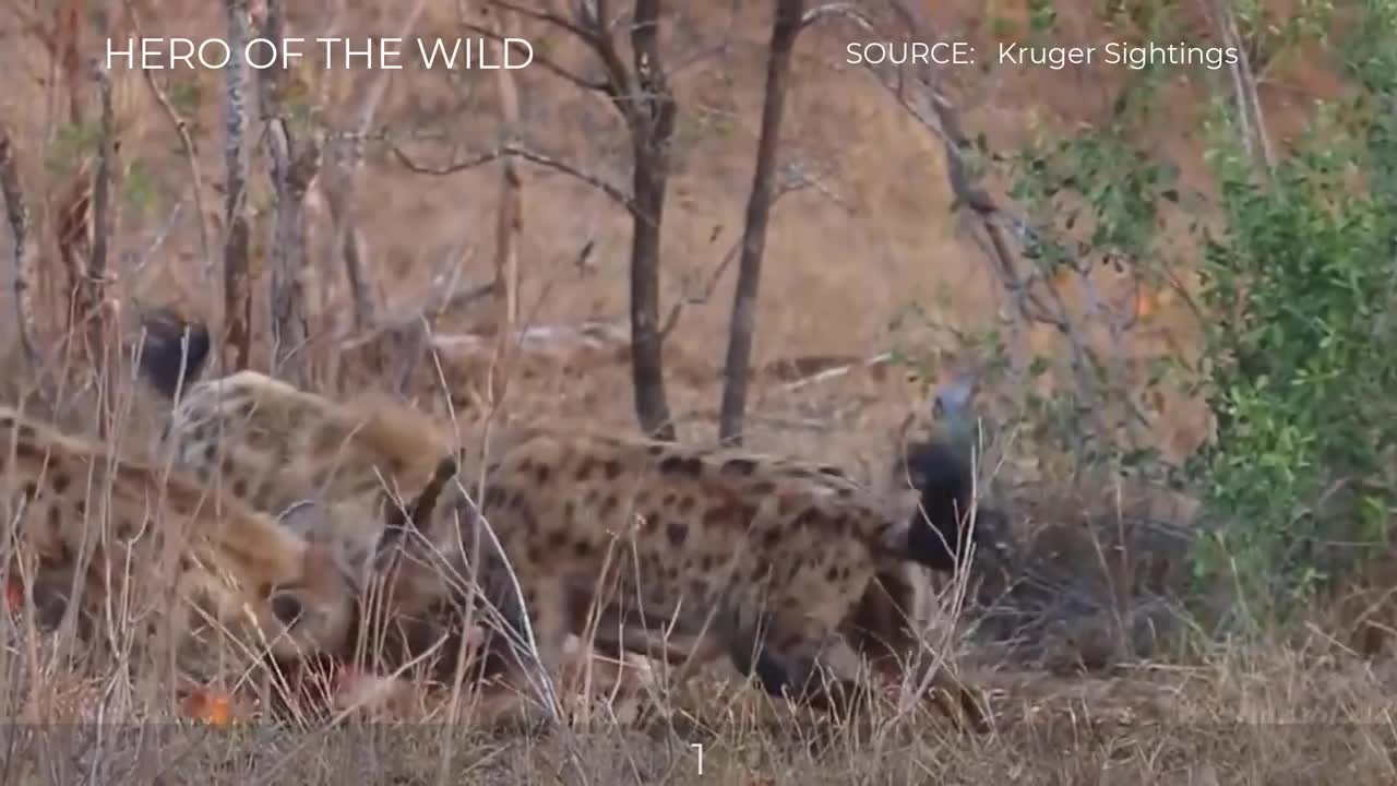 TOP_WILD_DOGS_AND_HYENAS_TAKE_ALIVE_IMPALA_MOMENTS