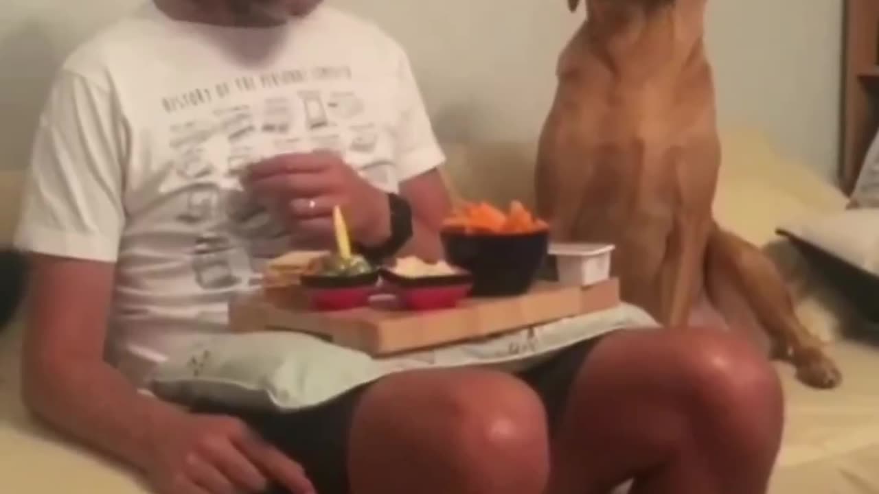 Cats and Dog Laughter Fest: Your Go-To Source for Comedy Relief"