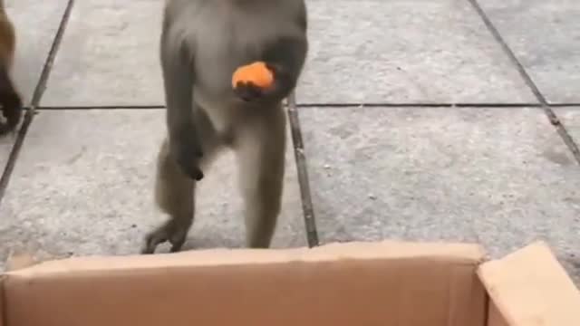 dinner