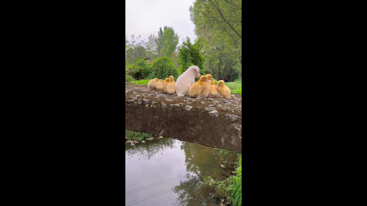 The puppy takes the duckling to find water on the other side of the river