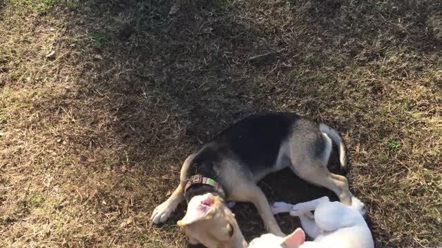 Mejores amigos perros se reúnen luego de estar separados por meses