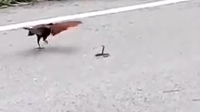 Bird Vs Small Snake