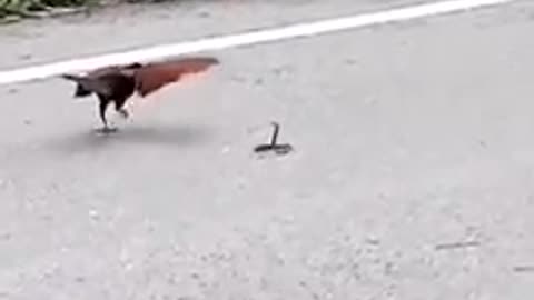 Bird Vs Small Snake