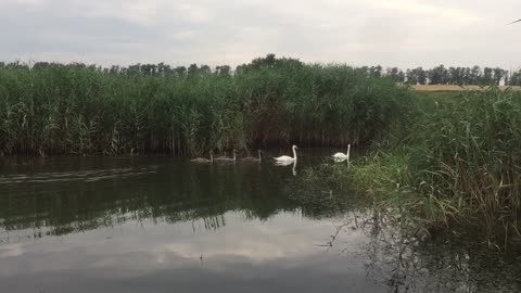 family of swans