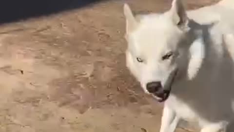 the dog is funny walking