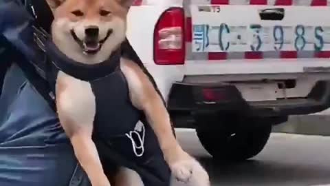 Cute animals watch these amazing and cute animals #shorts
