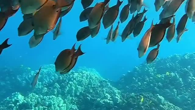 oceanlover#underwater#blueplanet