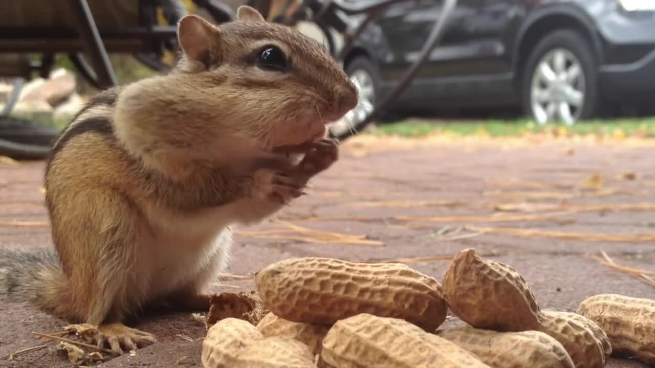 Cute Squirrel At 999x Speed