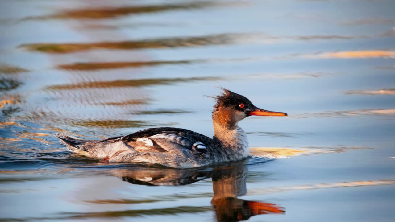 The Red Breasted Merganser: Close Up HD Footage (Mergus serrator)