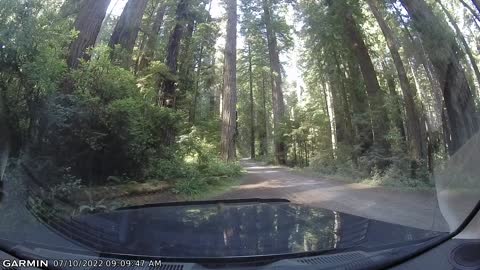 California Redwoods Prairie Creek Redwood Park Video 3