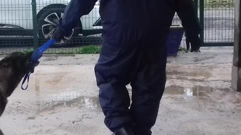 Lutalica postaje policijski pas