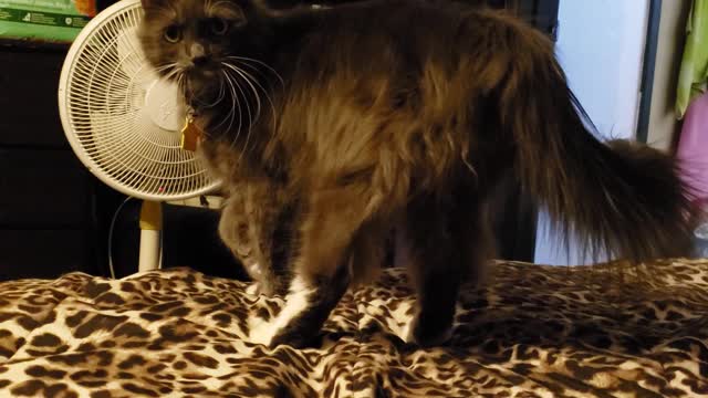 Playful cat zooming around