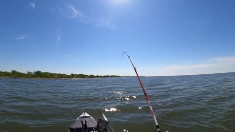 Redfish in Lake Pontchartrain