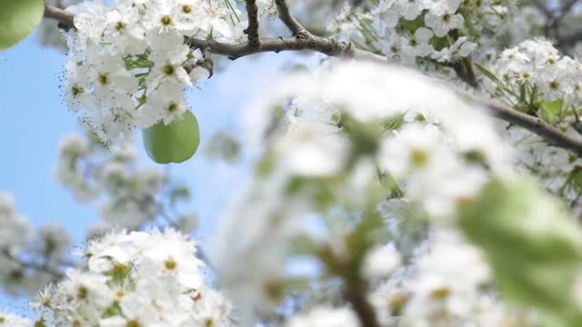 Delicate White Wild Flowers