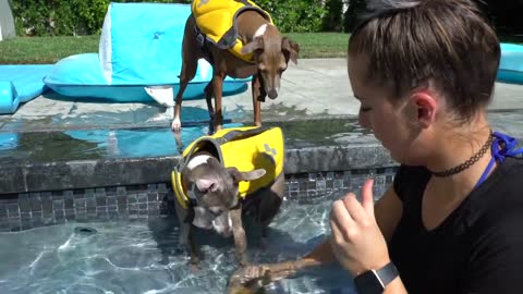 Teaching my dogs on how to swim