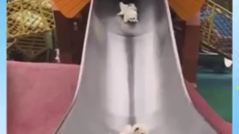 Funny Pets LOL