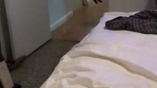 Cat catches toy rat toss