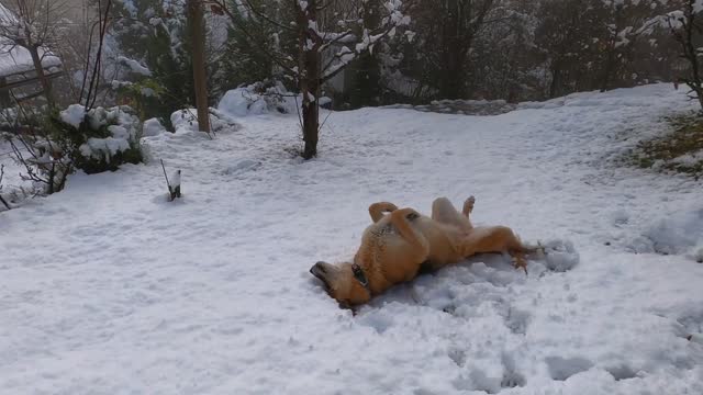 Dog raising himself from anxiety !