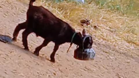 A goat hangs a kettle to his neck