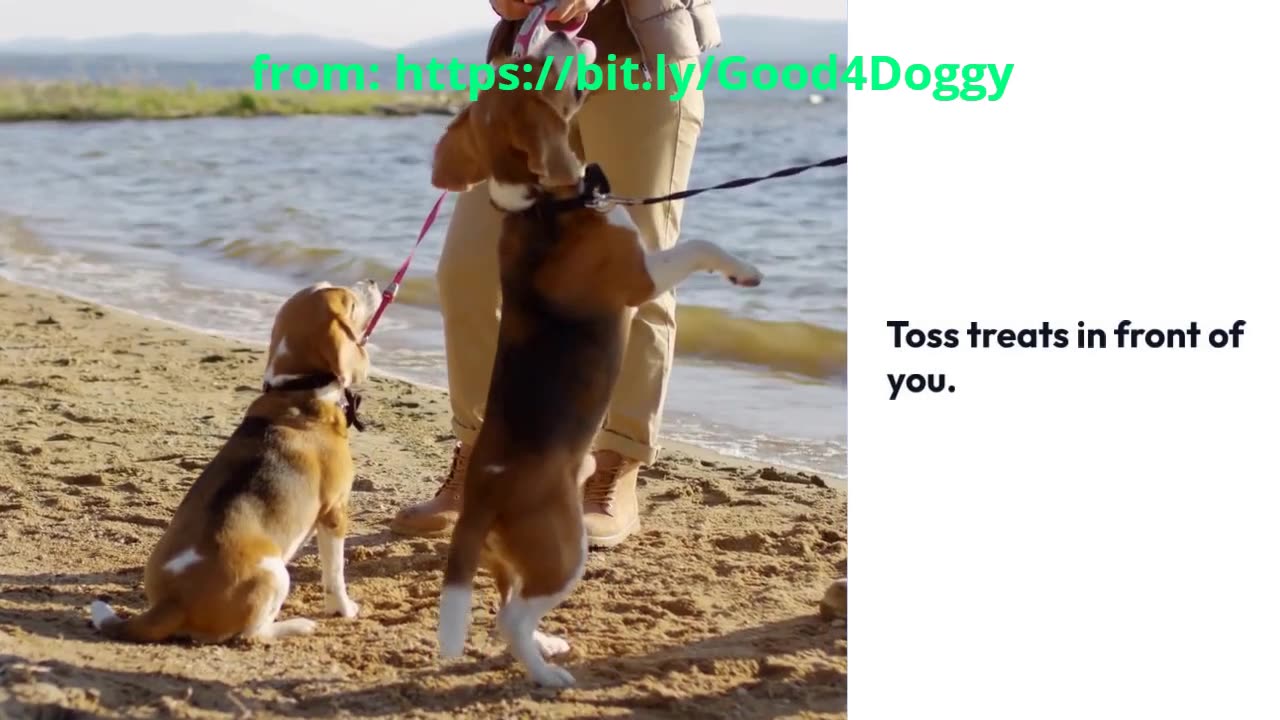 Boost Leash Walking Skills: 5 Engaging Dog Training Games Revealed