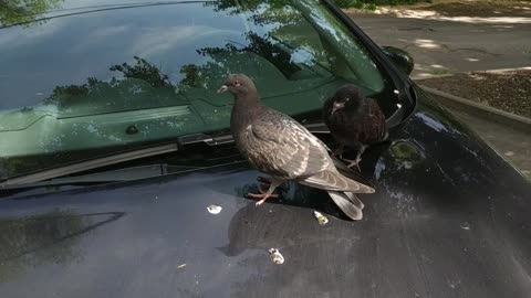 Pigeons resting on the hood of a car