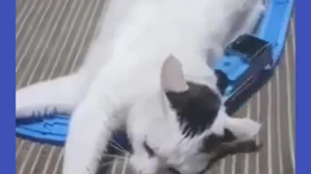 Watch the pets and their beauty 😍 😘