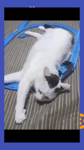 Watch the pets and their beauty 😍 😘