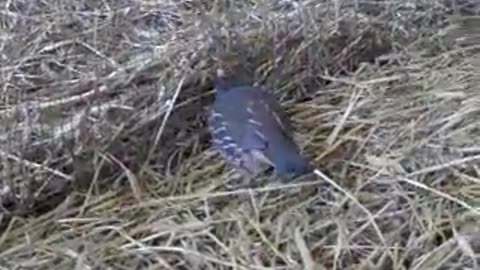 White bobwhite quails (2)