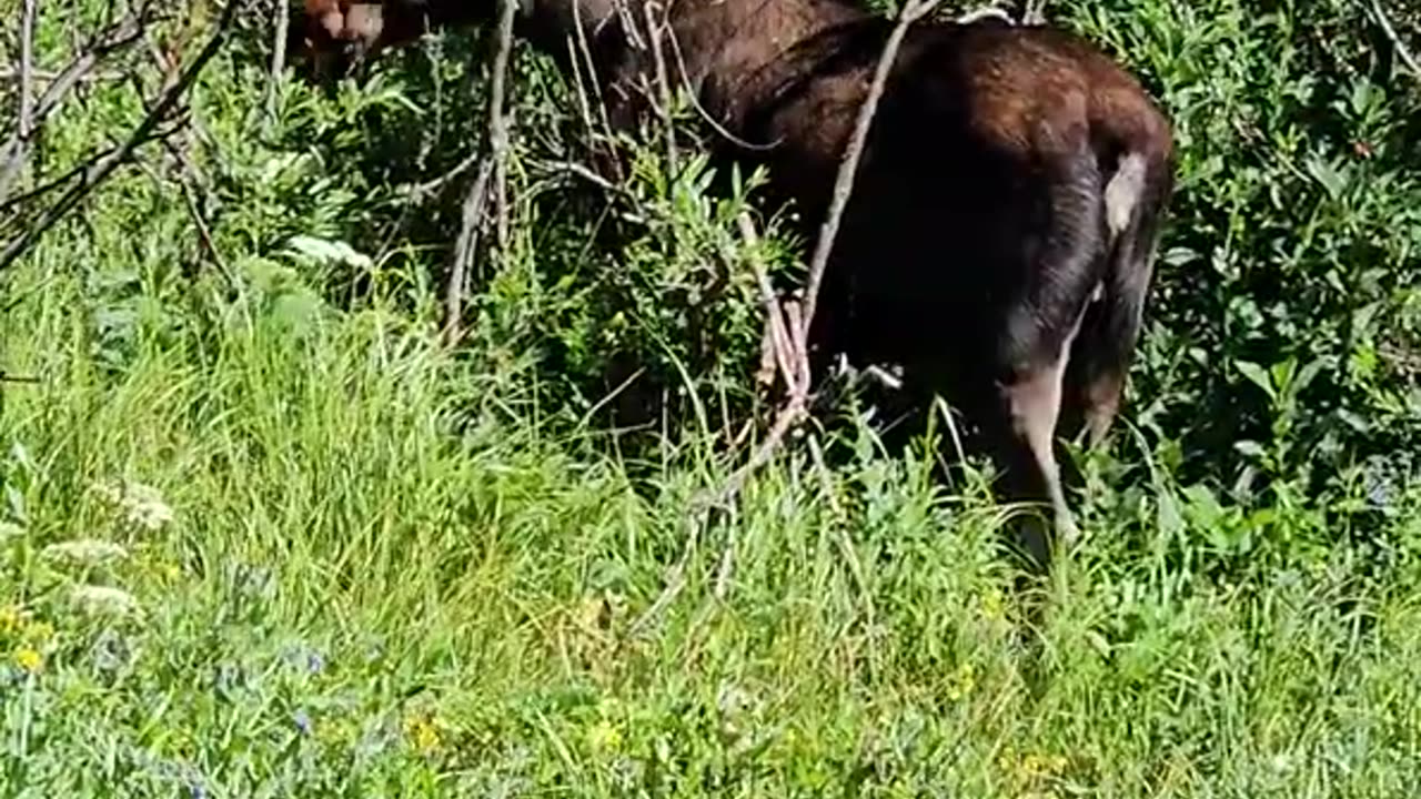 🦌 Stunning Moose Encounter: You Won’t Believe This! 🌲 #shorts #wildlife #nature