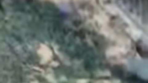 Cat and dog 🐶 funny/video