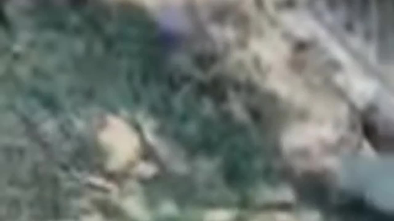 Cat and dog 🐶 funny/video