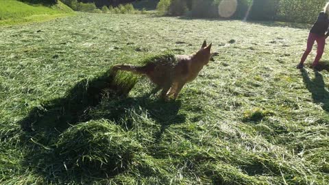 German shepherd Playing with little girl