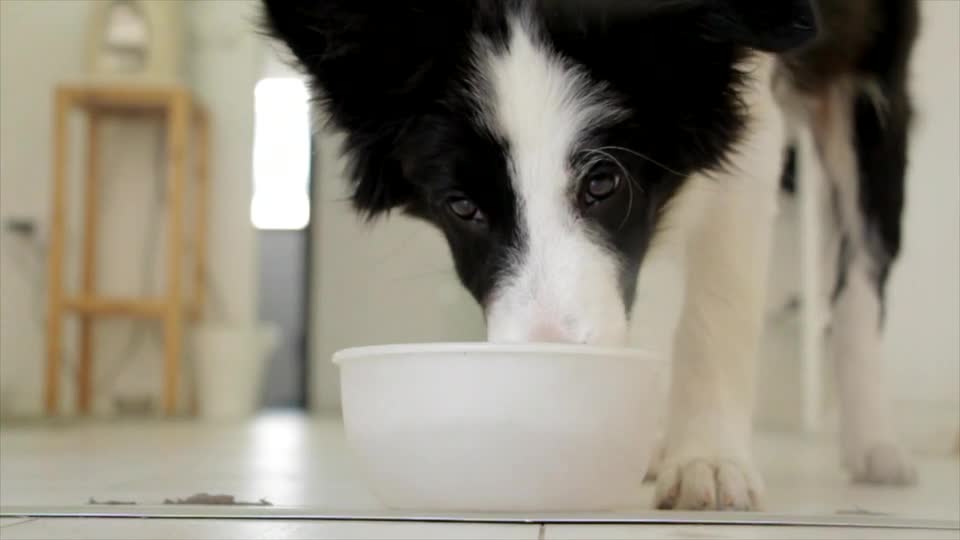 A lovely dog ​​who enjoys eating his food