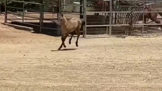 And then they cool the horse after the exercise, right?