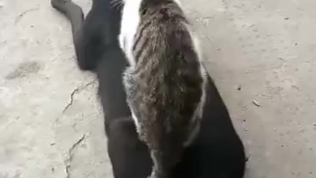 The dog is enjoying himself