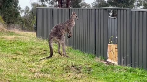 Worst kangaroo attack ever. Must watch