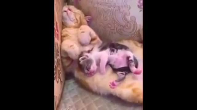 Animal😊Cute Cat Funny Video