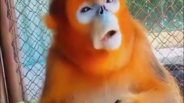 Would a monkey like a vegetable? Look how delicious it is