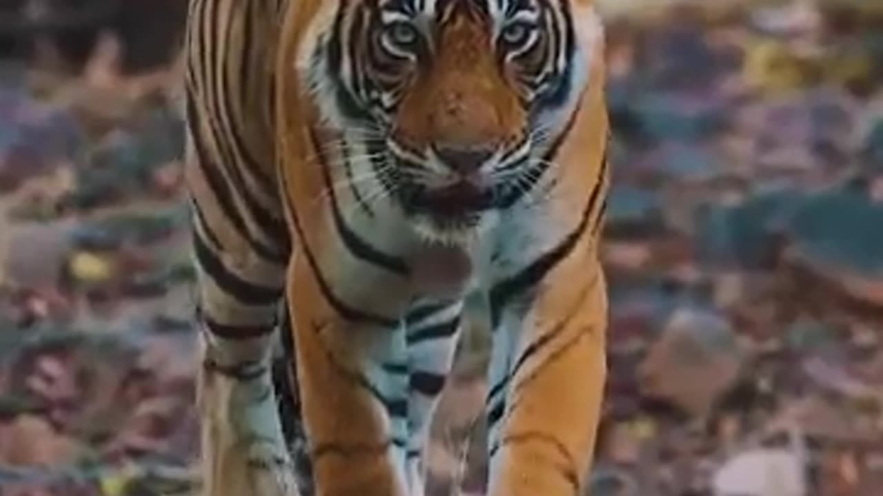 Eye to eye---wildlifephotography _shortvideo _nature _nikonz9 aparupadey..
