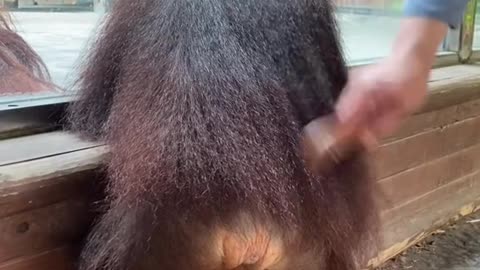 orangutans