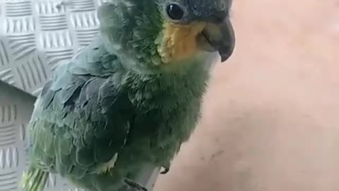 O incrível Papagaio Imitador de pássaros