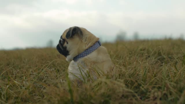 reflecting puppy