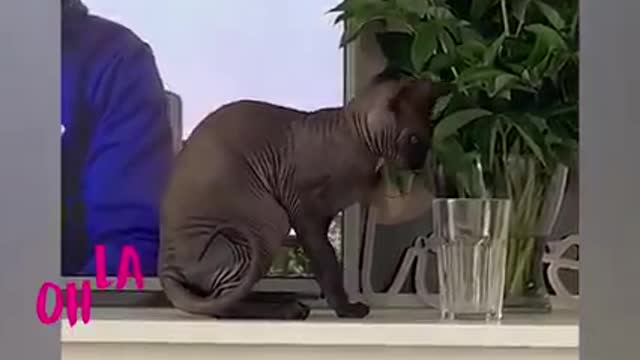 These cute pets are really fun to be with! ViralSnare