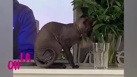 These cute pets are really fun to be with! ViralSnare