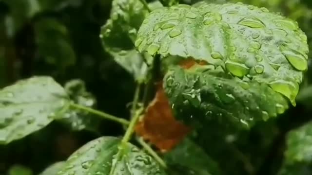 Relaxing music video