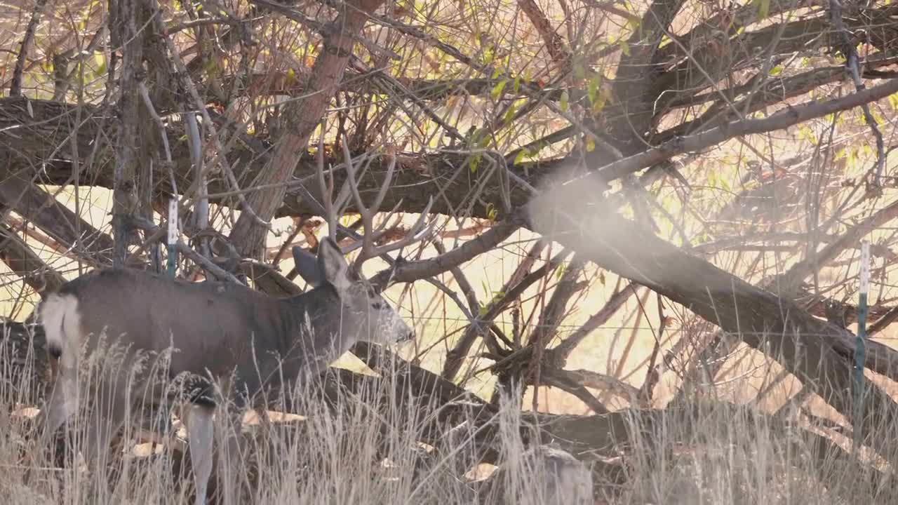 Slow Motion Shot Of Impressive Mule Deer Buck With Antlers In Field